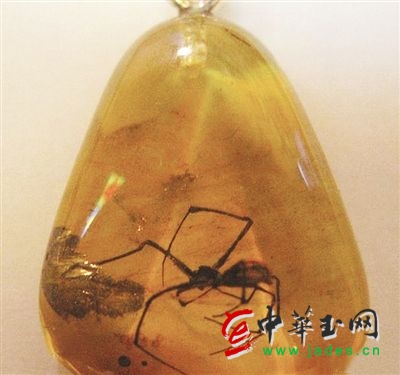 點(diǎn)擊圖片可在新窗口打開(kāi) 蟲珀